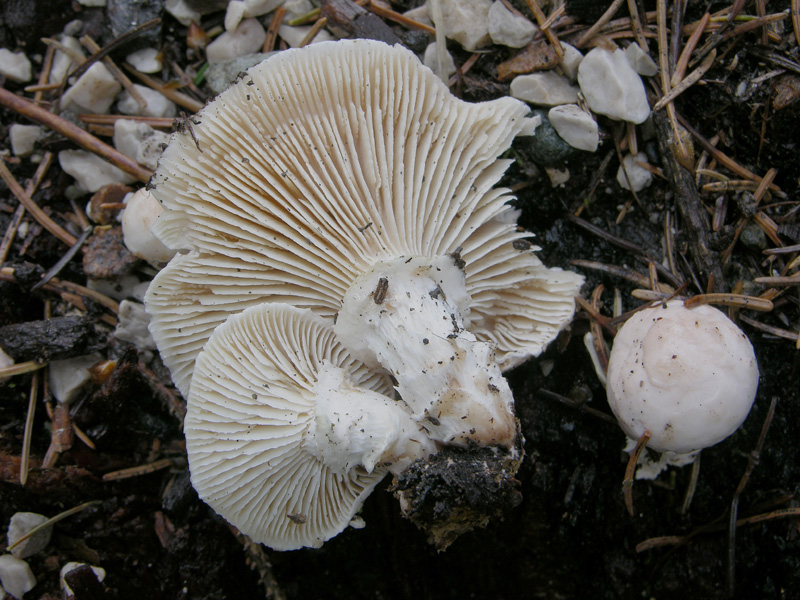 Pioggia per 2 giorni...i funghi arriveranno